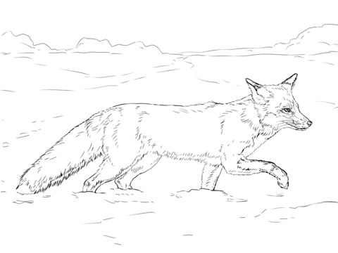 Red Fox Walking On Snow Coloring Page